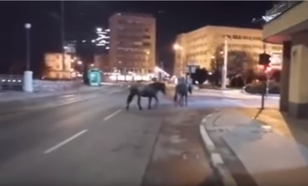 DIVLJI KONJI PROŠETALI CENTROM SARAJEVA (VIDEO)